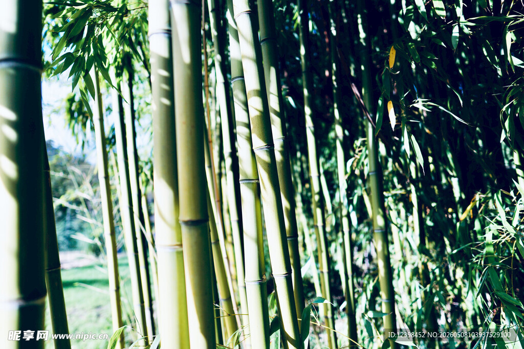 翠绿竹林