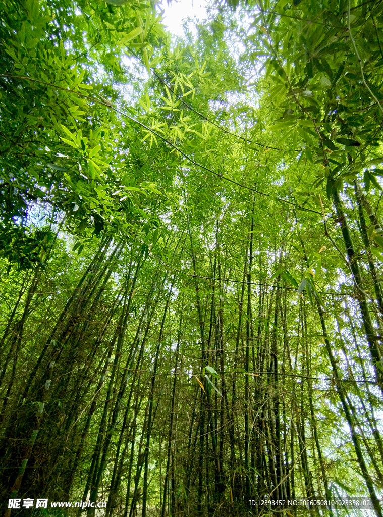 翠绿竹林