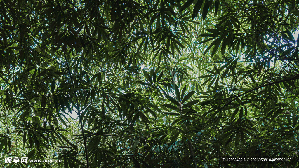 茂密翠绿的竹叶景观