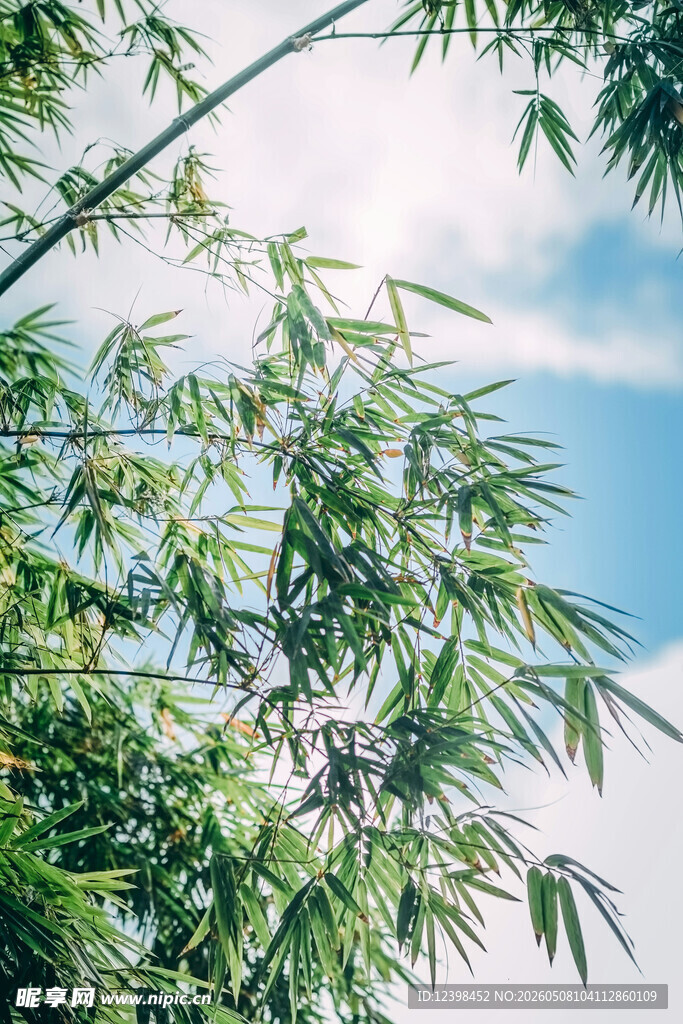 蓝天翠竹