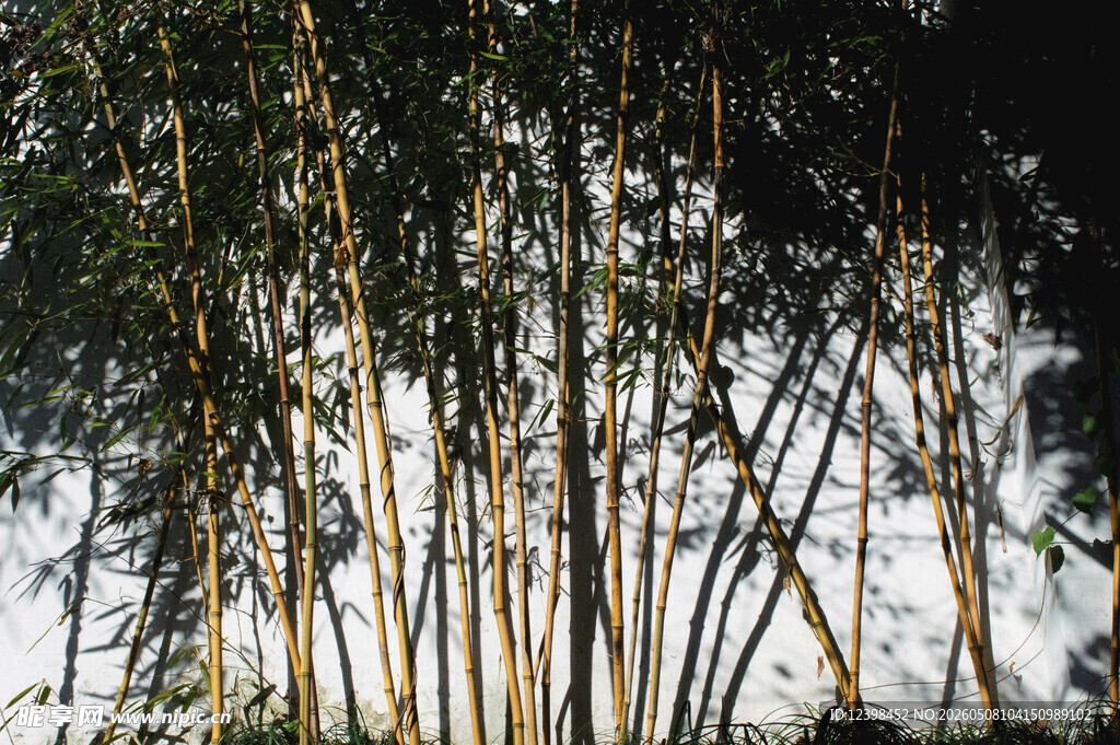 挺拔桉树林立的自然景观