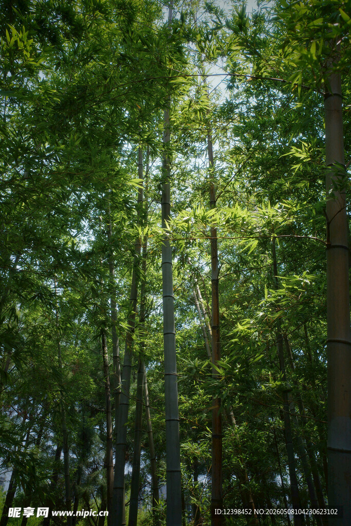 夏日葱郁森林美景
