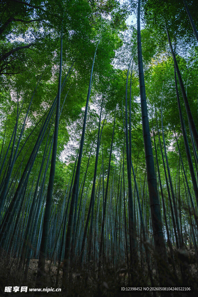 翠绿竹林