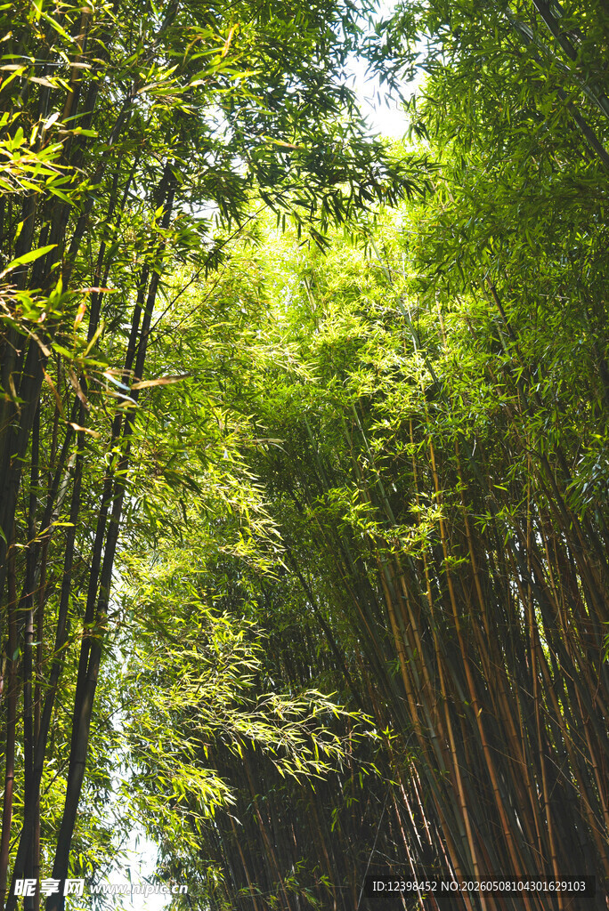 翠绿竹林