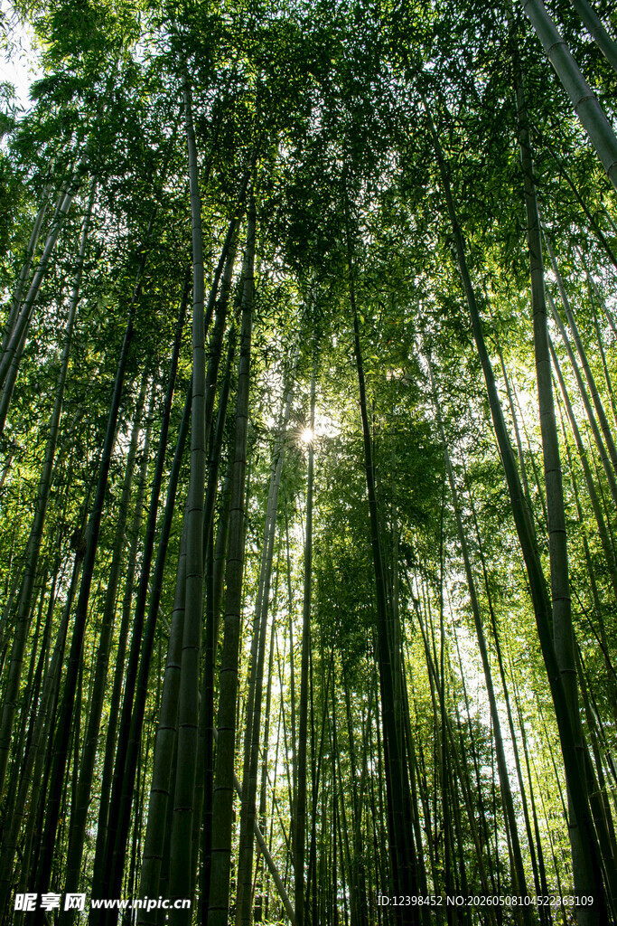 茂密竹林阳光洒落