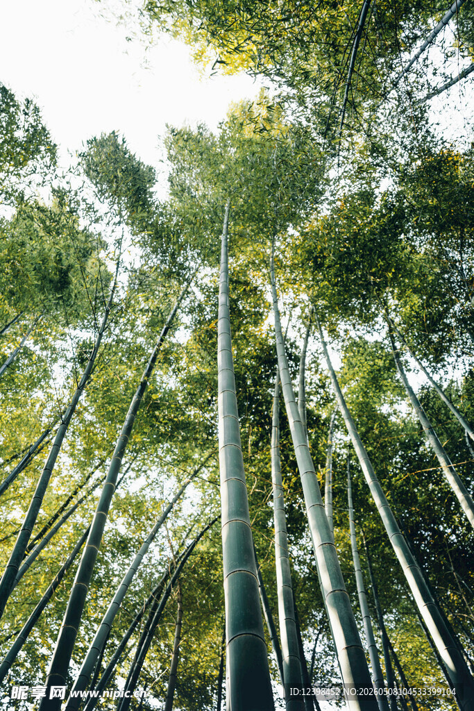 竹林深处的绿意美景
