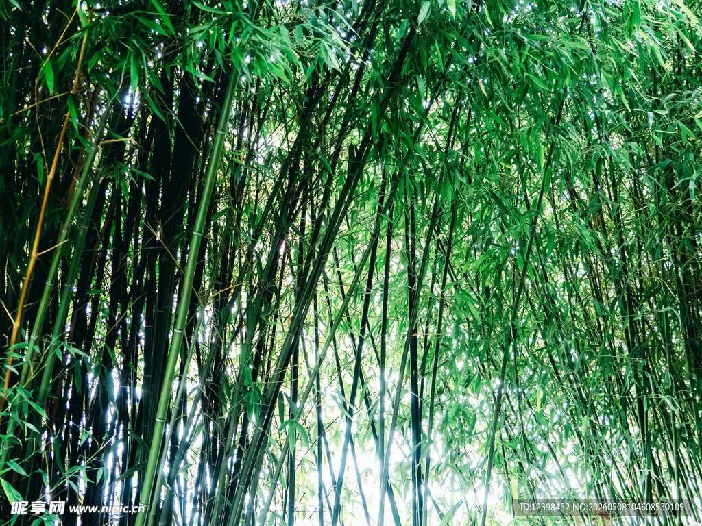 翠绿竹林风光