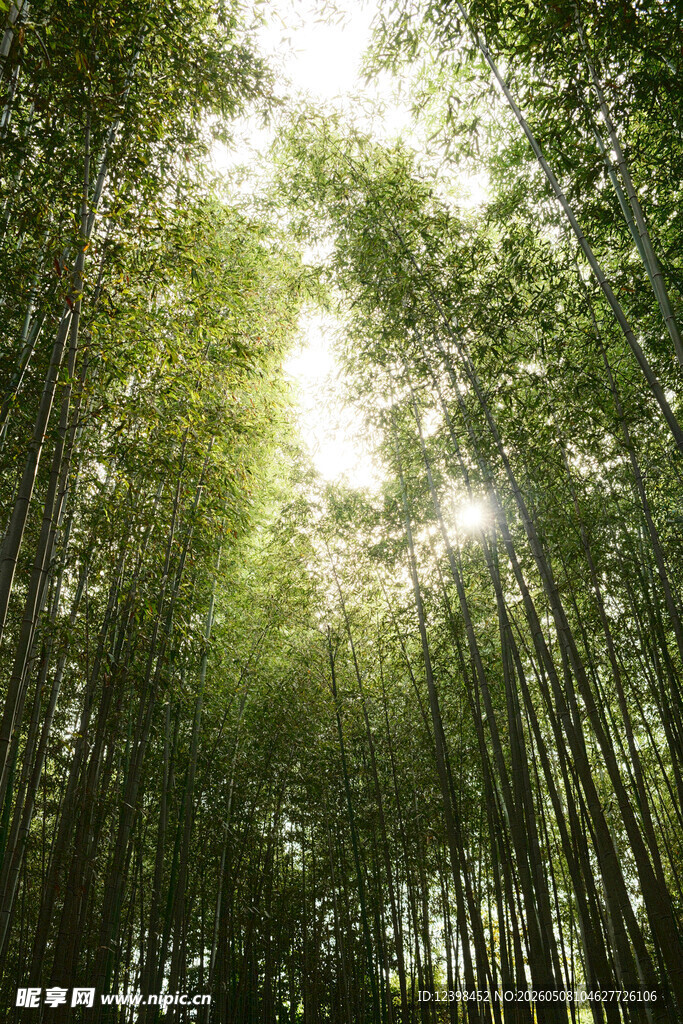 阳光洒落的茂密竹林