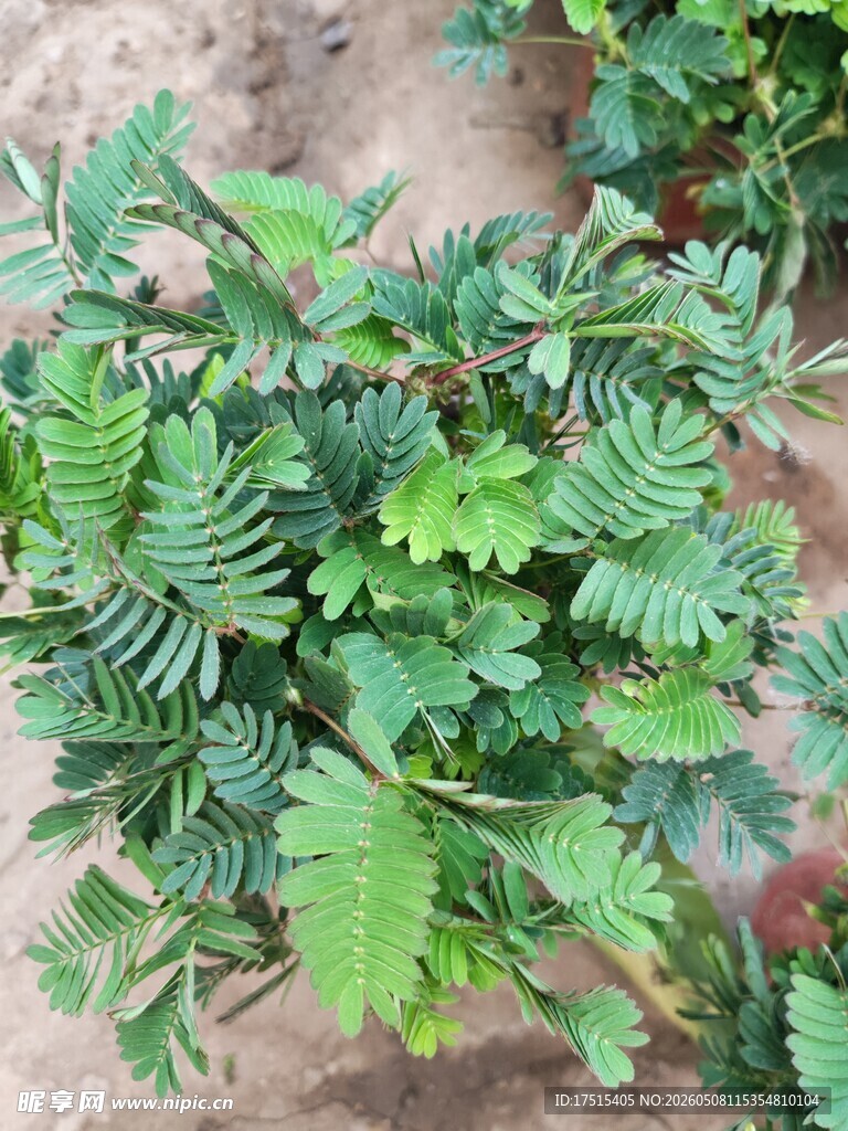 含羞草