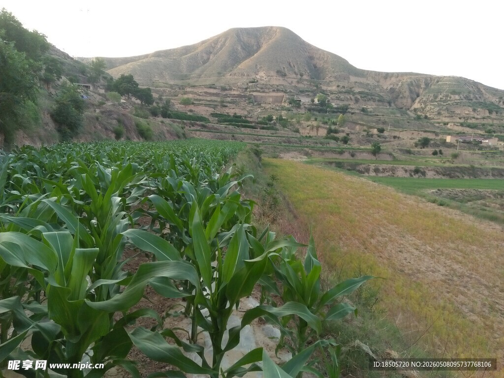 山间农田玉米种植景象