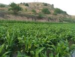 田野中的茂盛玉米植株