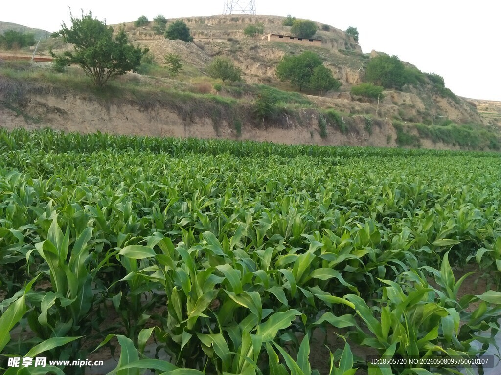 田野中的茂盛玉米植株