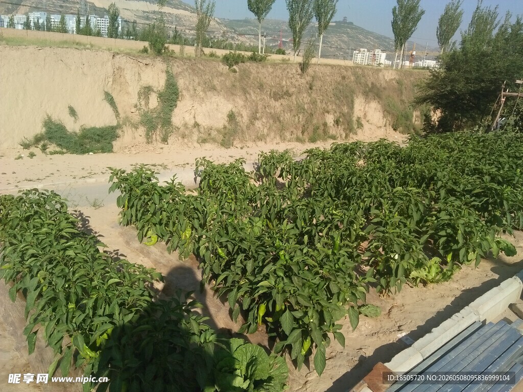 果园中的绿植与车辆景象
