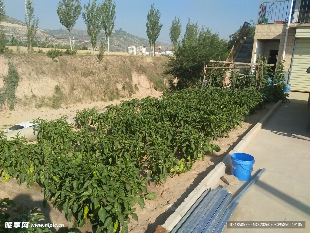 农家小院的蔬菜种植区