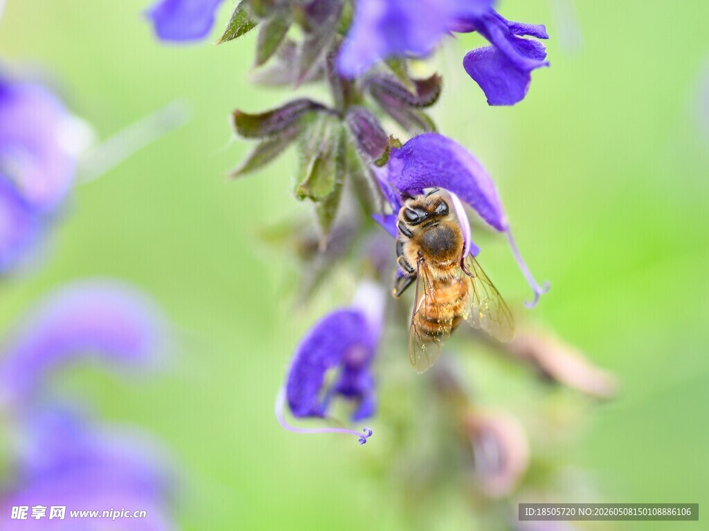 蜜蜂采蜜于紫色花朵间