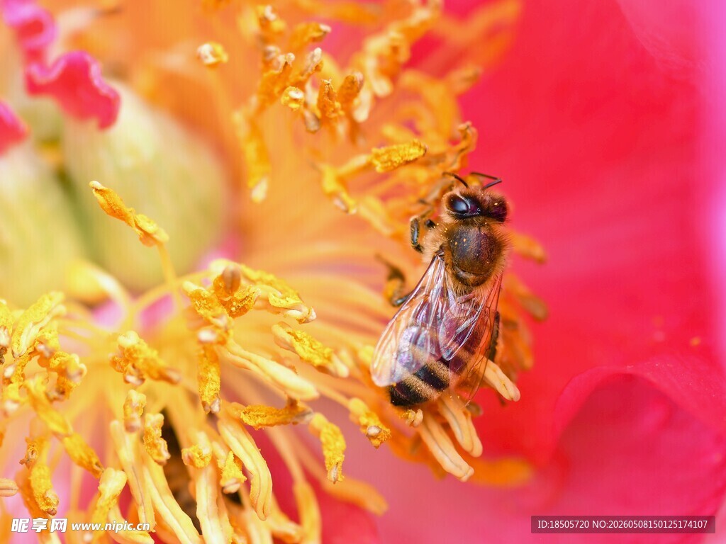 蜜蜂采蜜于娇艳花朵间