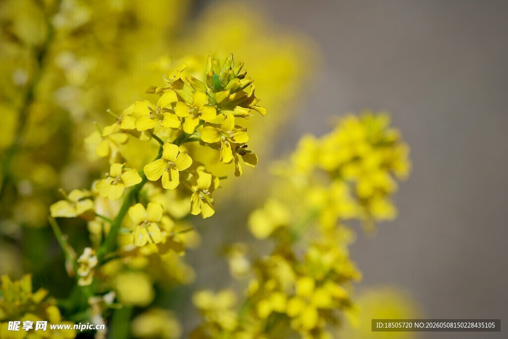黄色小花特写