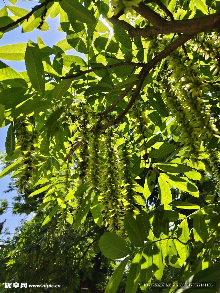 绿叶间的串串植物花絮