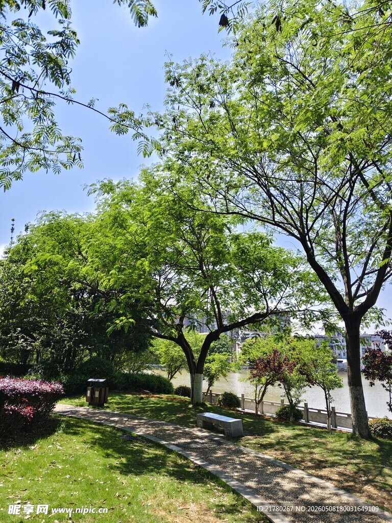 公园绿树成荫的美丽景致