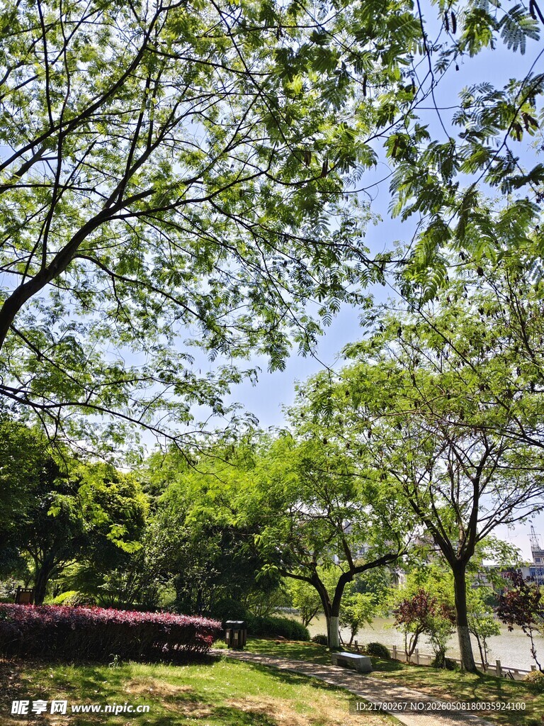 绿树成荫的户外休闲场景