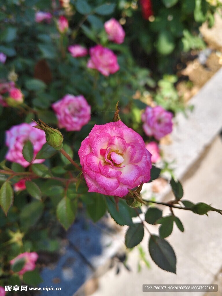 娇艳绽放的粉色月季花