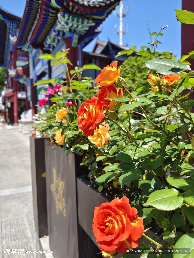 古建旁盛放的鲜艳月季花