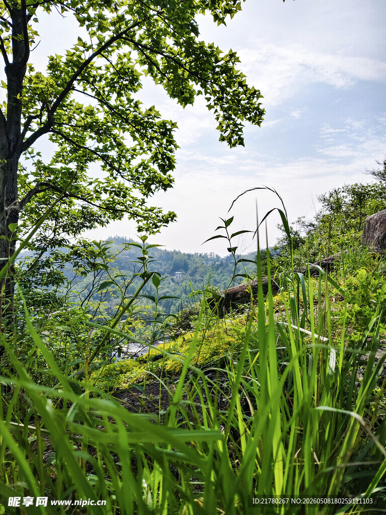 山间绿意盎然的自然景致