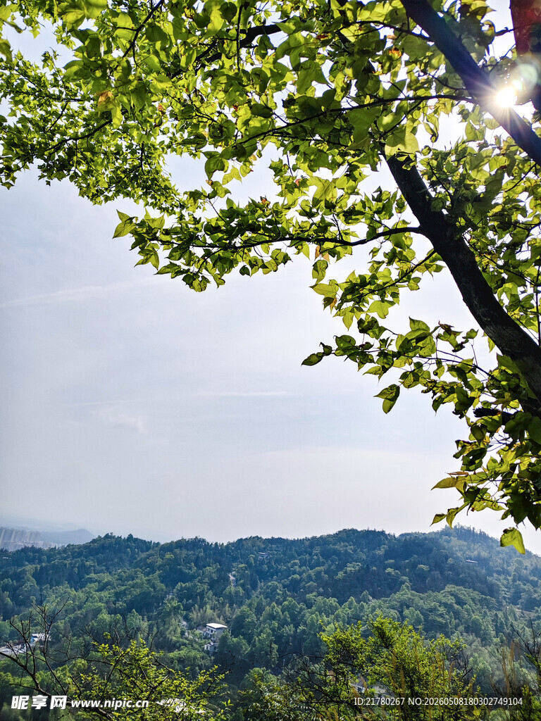 绿树掩映下的开阔远景