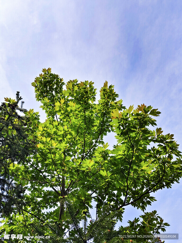翠绿树冠映蓝天