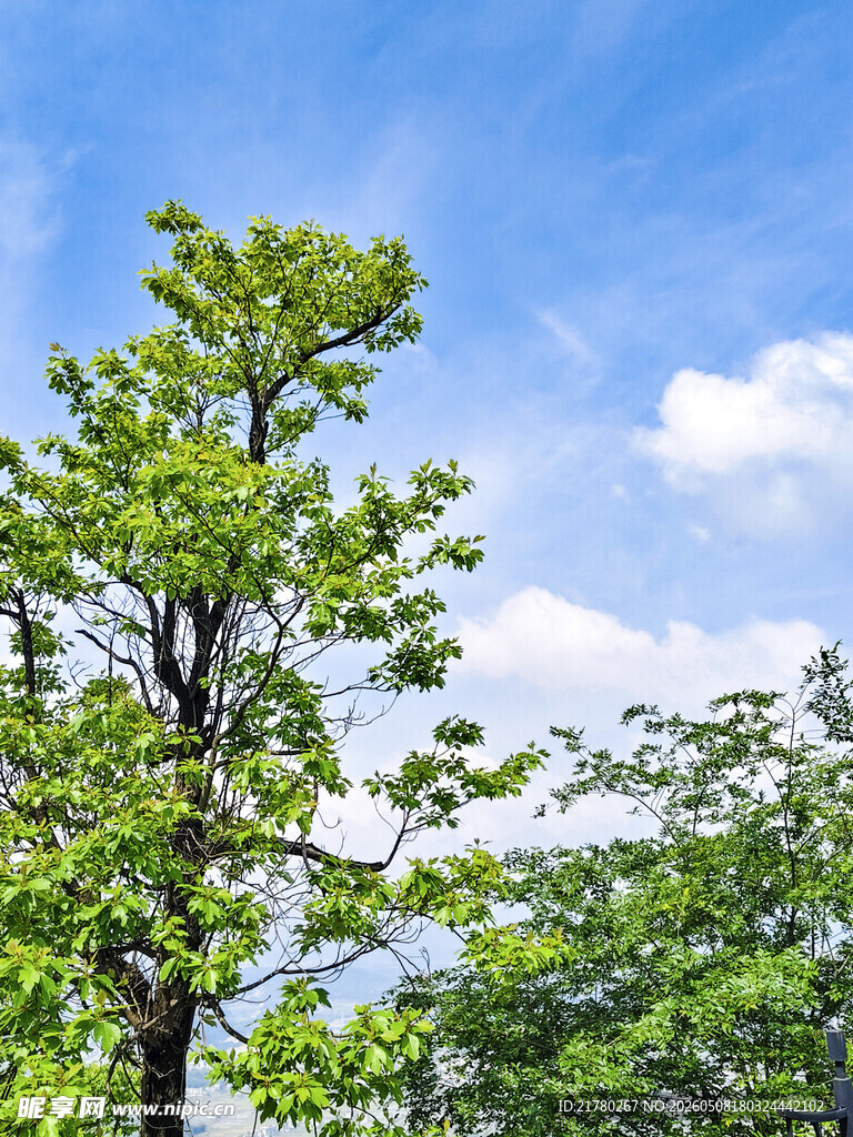 蓝天绿树