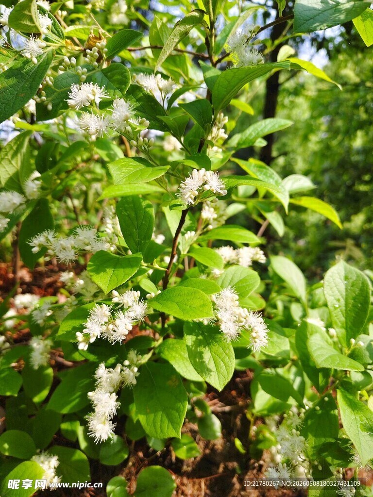 繁茂枝头绽放白色小花