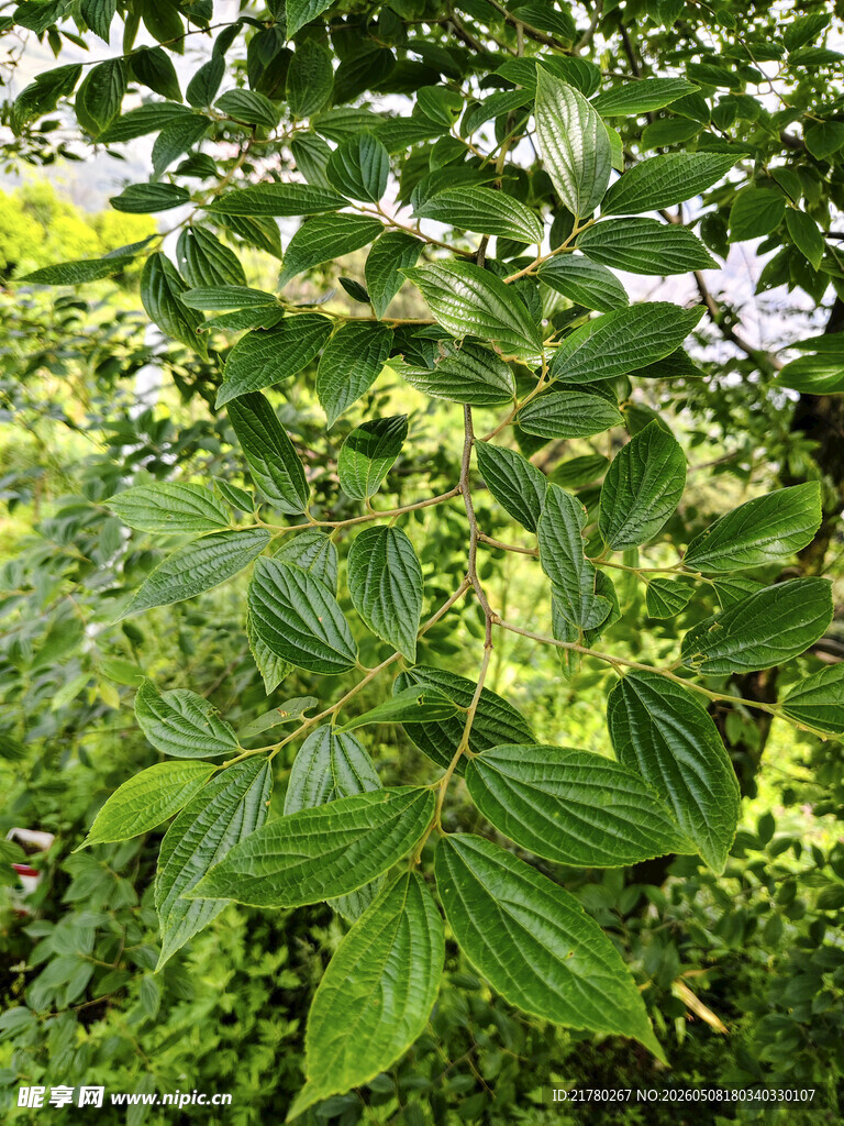 繁茂绿叶植物景观