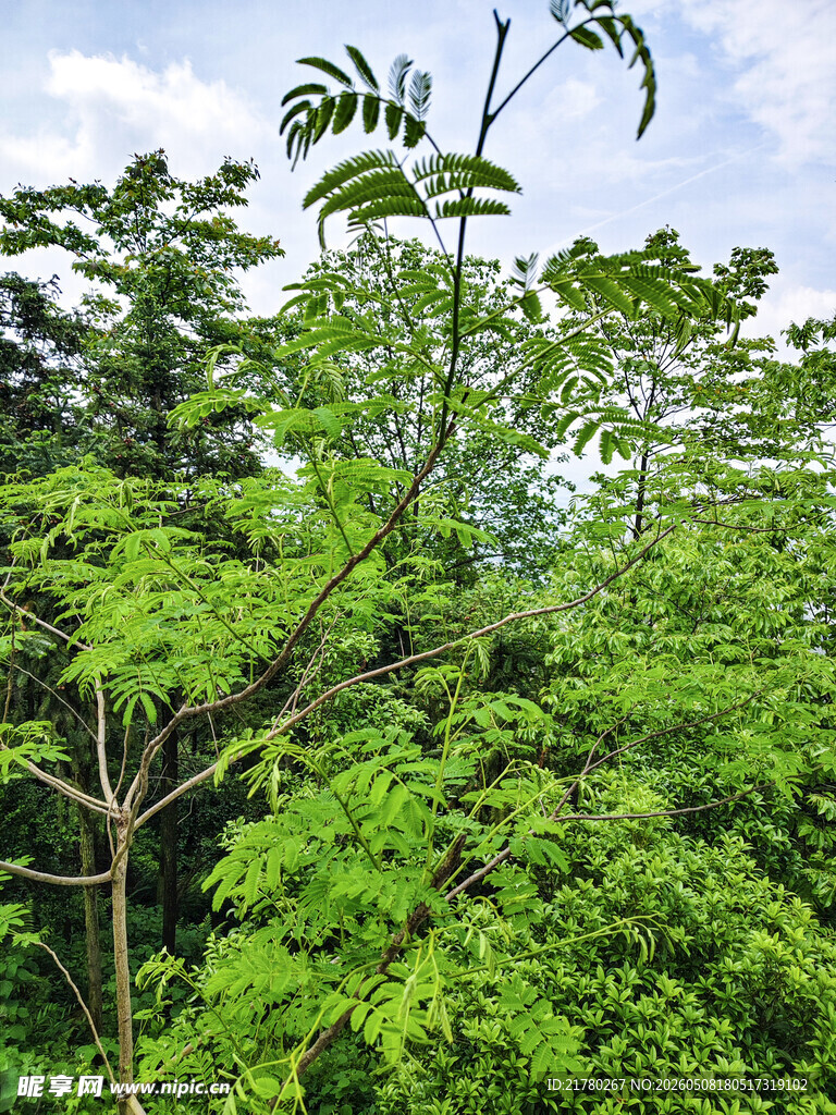 繁茂绿植 自然生机