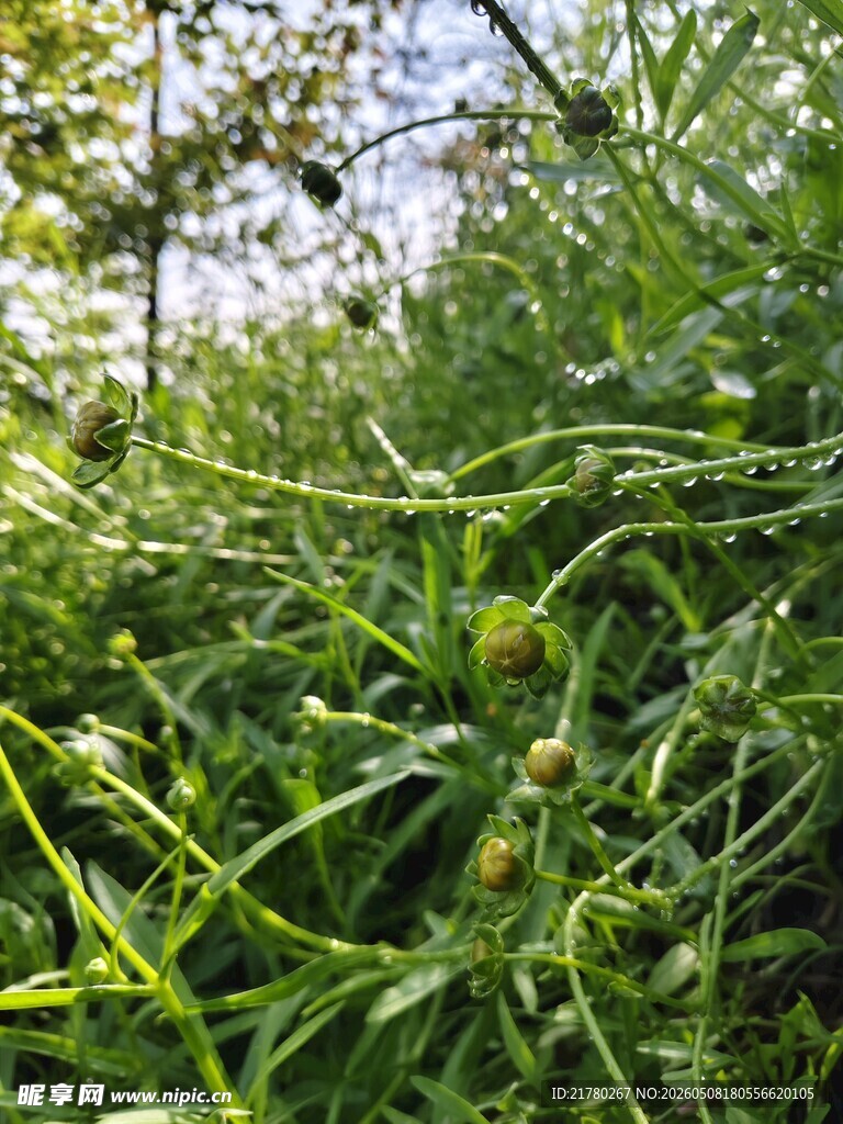 金鸡菊 波斯菊 金钱菊