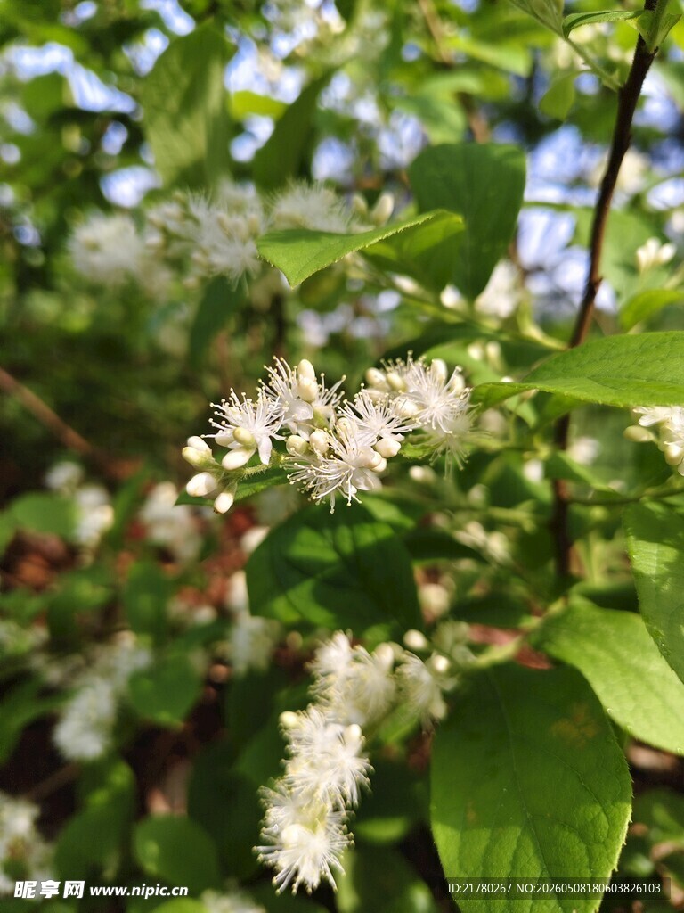 枝头绽放的洁白小花