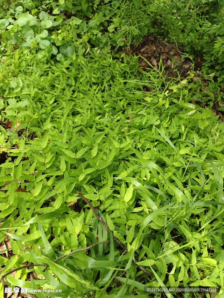 翠绿繁茂的嫩草