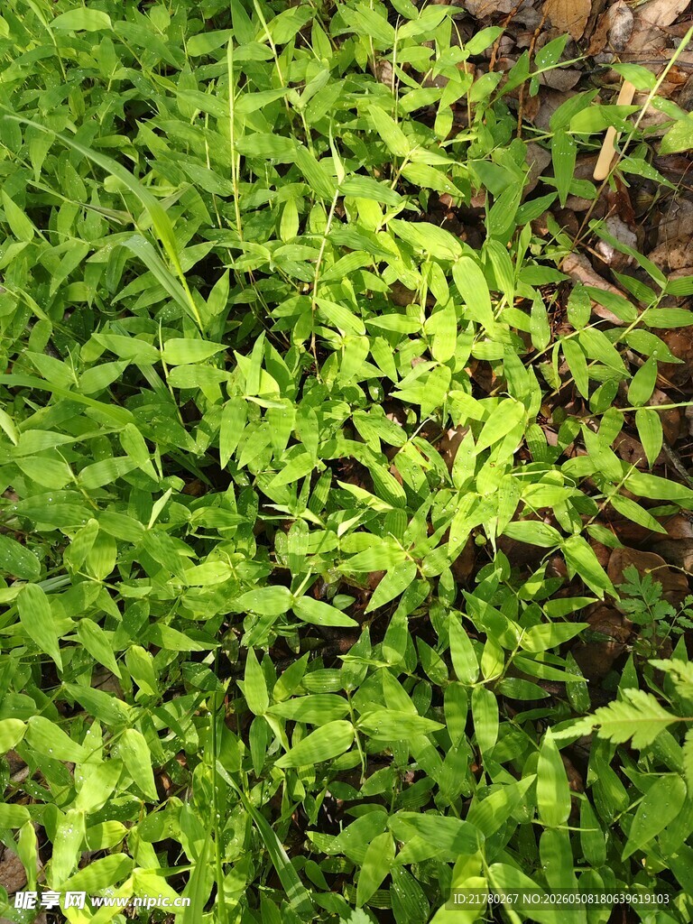 嫩绿繁茂的植物景观