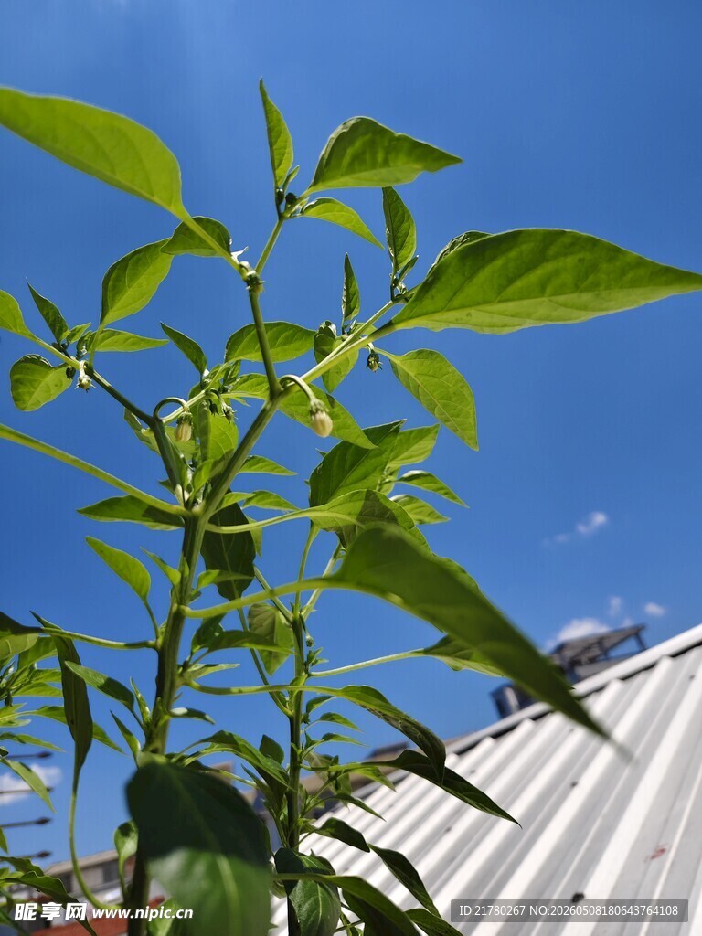 蓝天下的辣椒苗