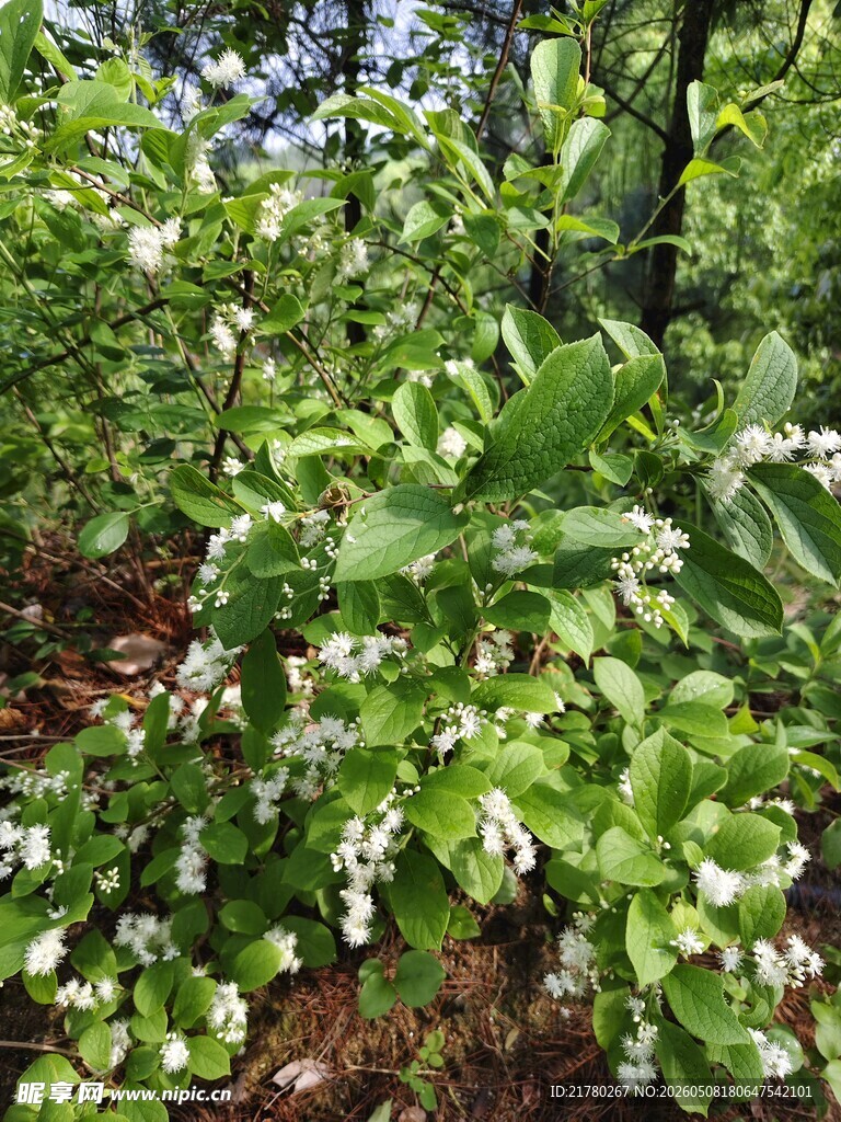 繁茂绿植中的白色小花