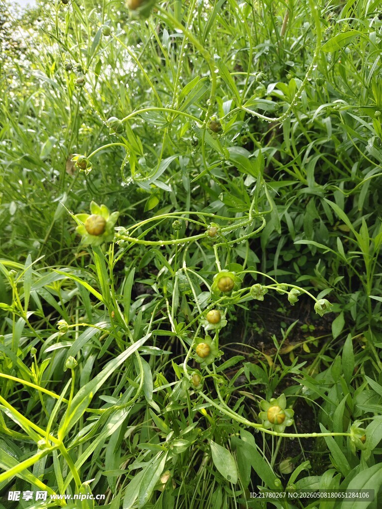 绿色金鸡菊