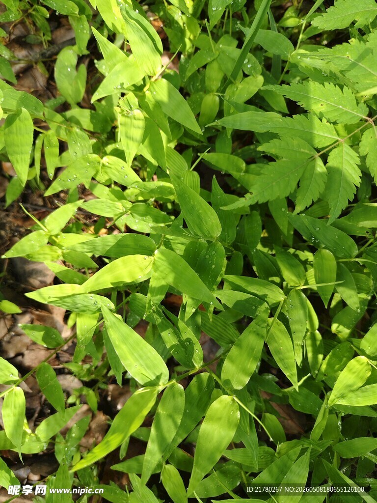 翠绿繁茂的叶片植物