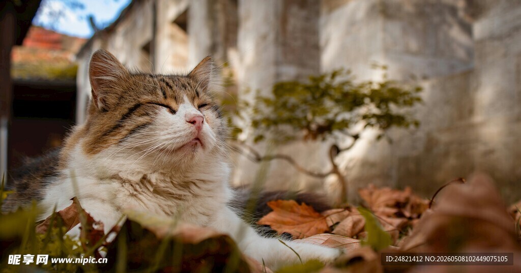 庭院中惬意的猫咪