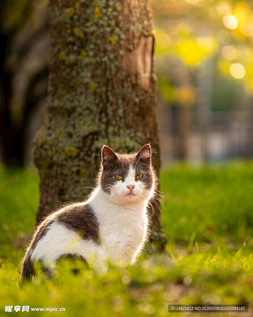 树下萌猫