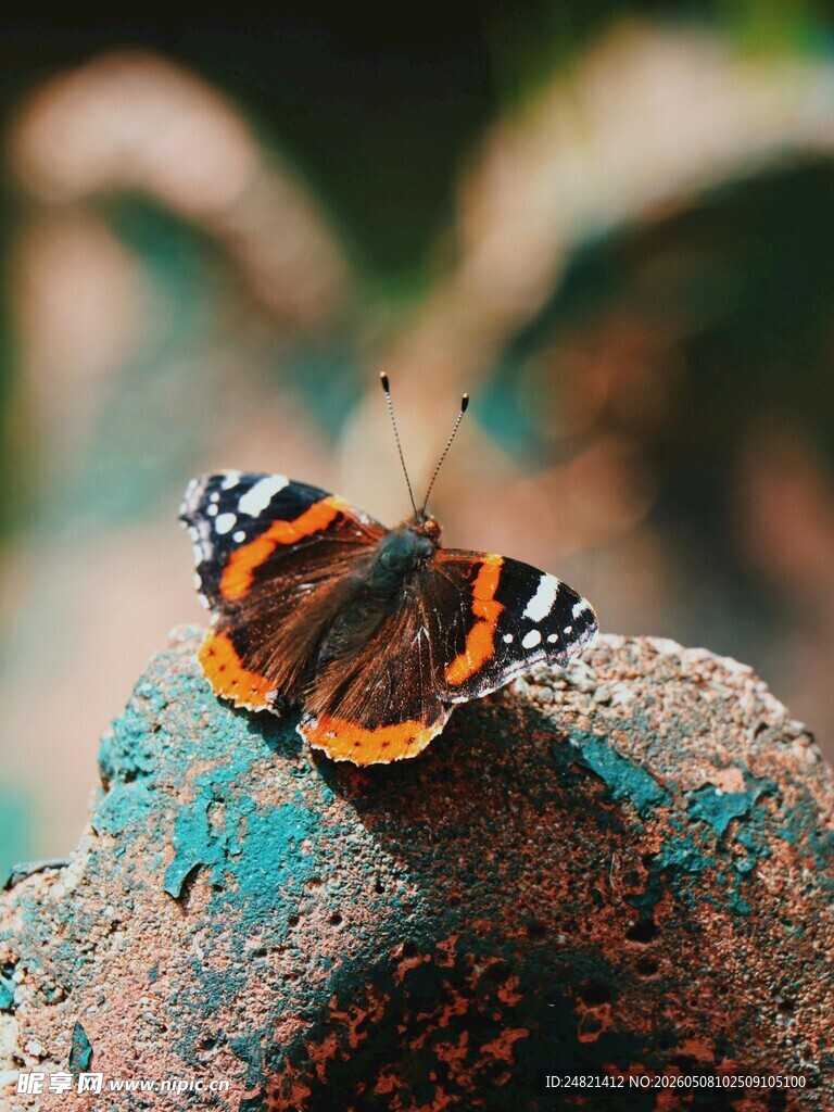 栖息于石上的斑斓蝴蝶