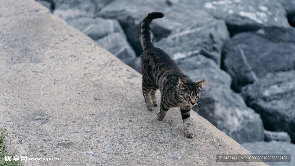小猫咪在石边漫步