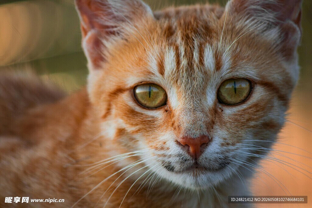 可爱橘猫特写