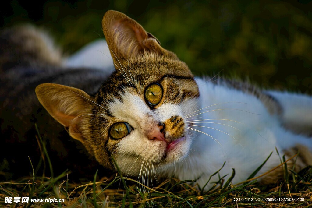 草地上的可爱猫咪