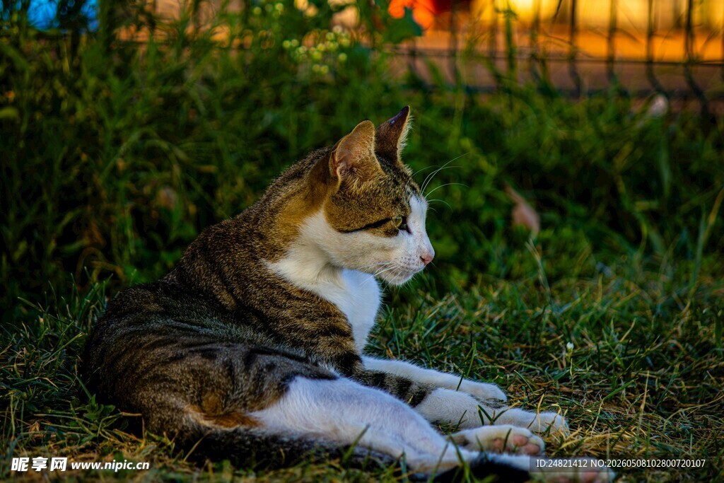 夕阳下草地上休憩的猫咪