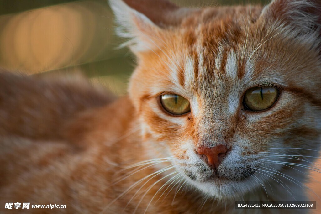 阳光下的橘猫特写