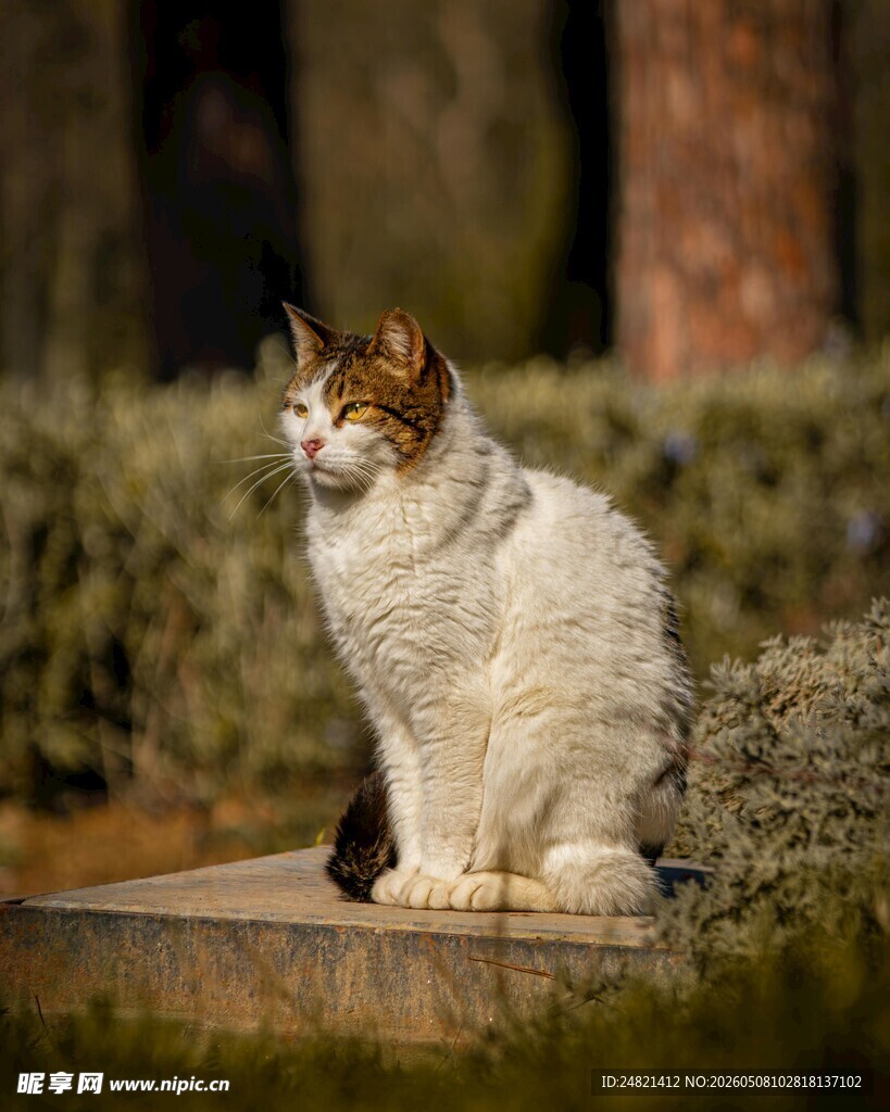 户外的三色猫咪